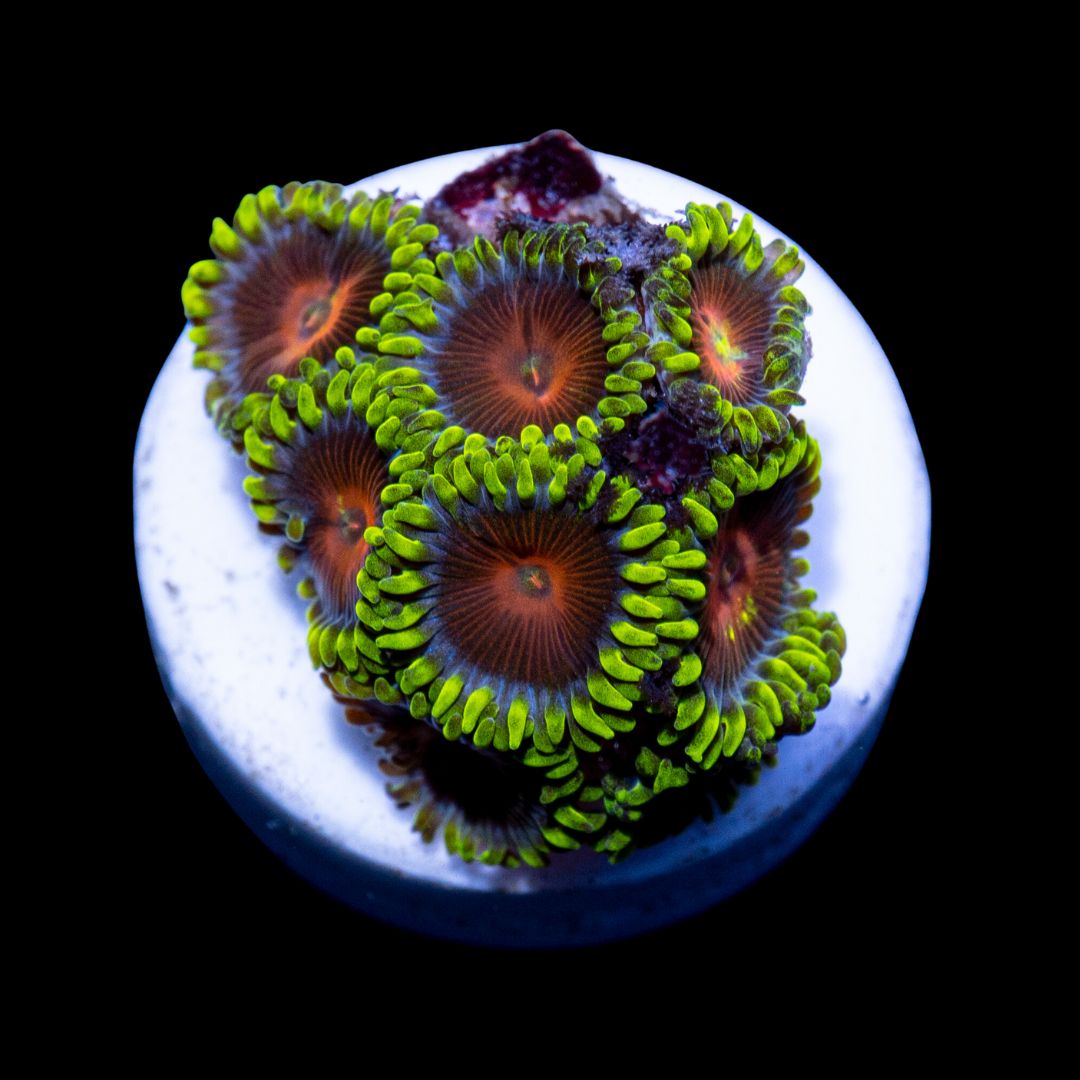 CL Watermelon Zoanthid - Frag