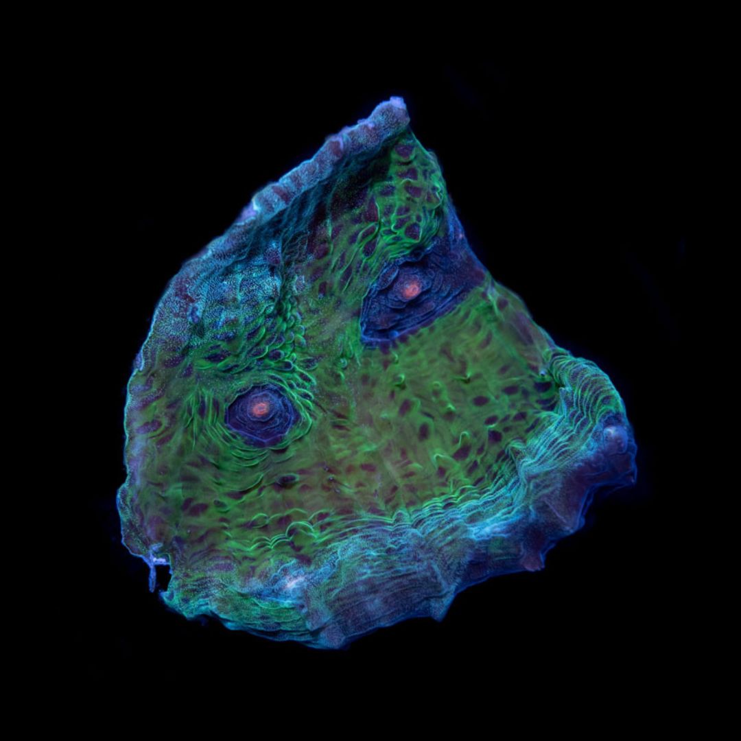 CL Echinophyllia Avatar Chalice - Frag