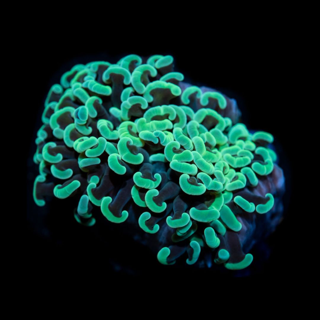 CL Euphyllia Aussie Metalic WA Hammer - Frag
