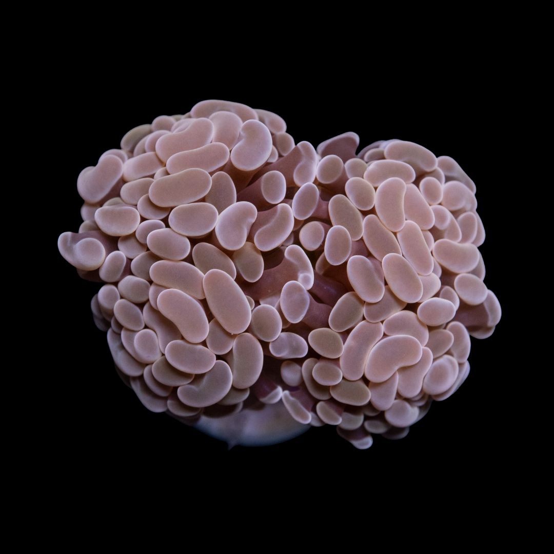 CL Euphyllia Paraancora Orange Pinkish Hammer - Frag