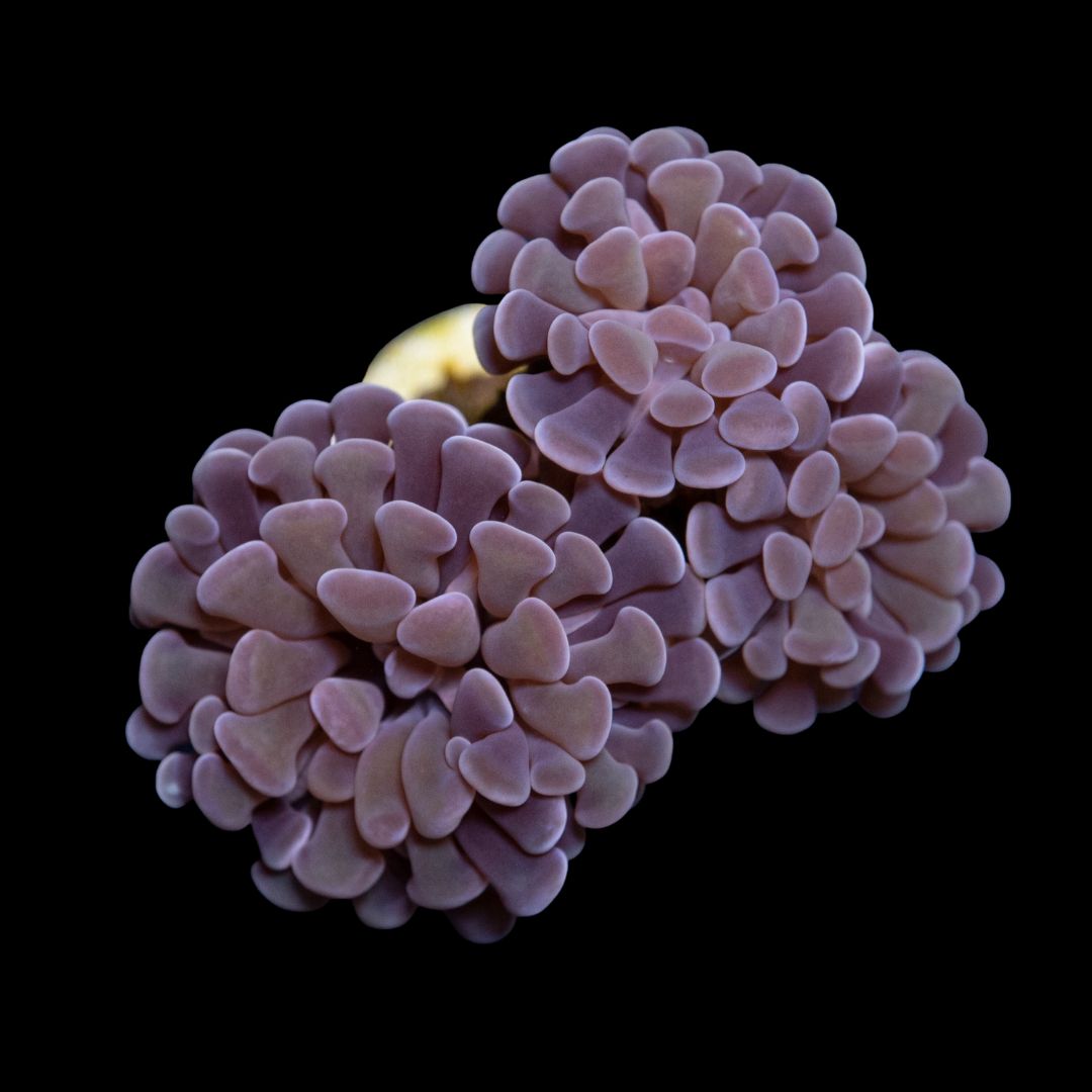 CL Euphyllia Paraancora Purpleish Hammer - Frag