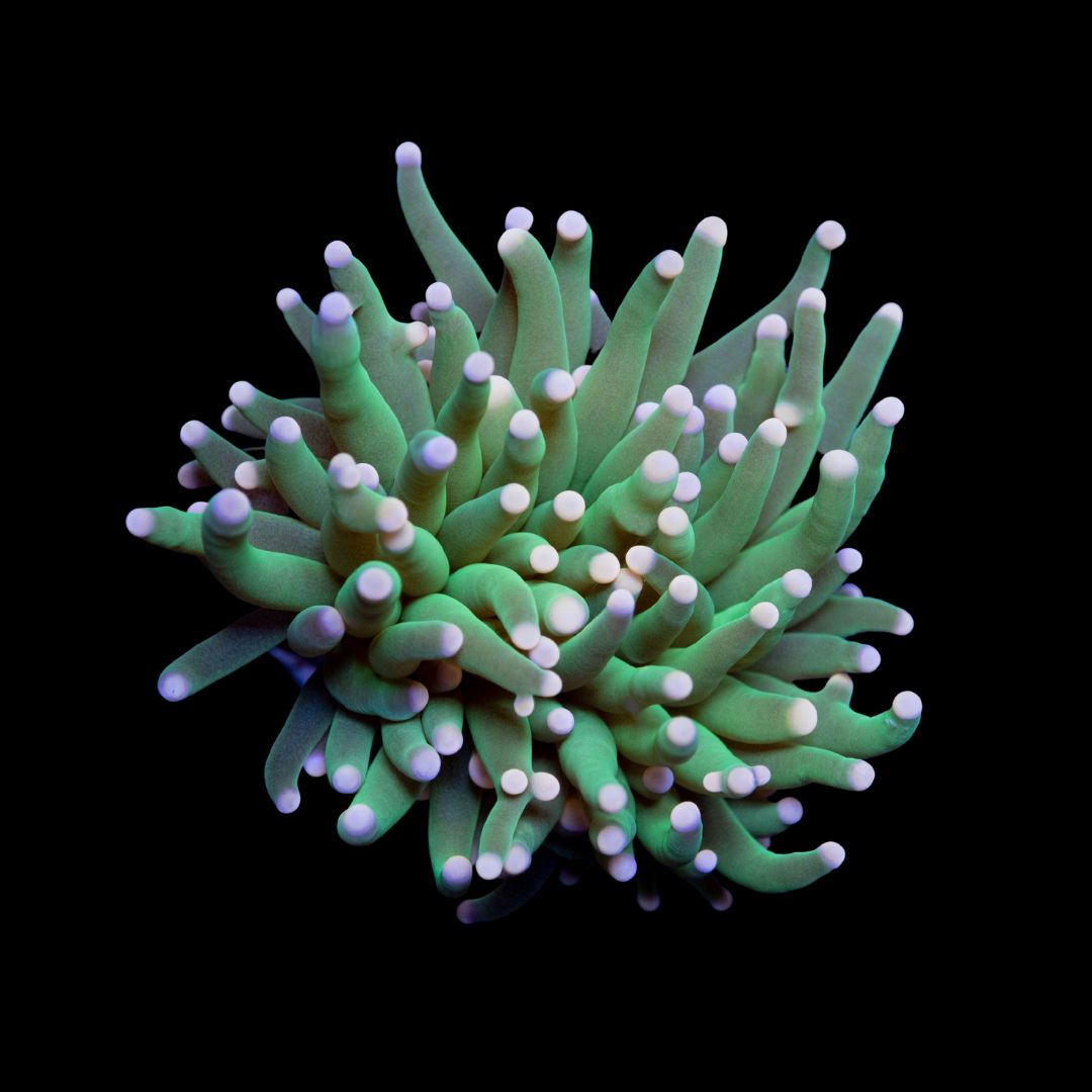 CL Green Yellow Tip Torch - Frag