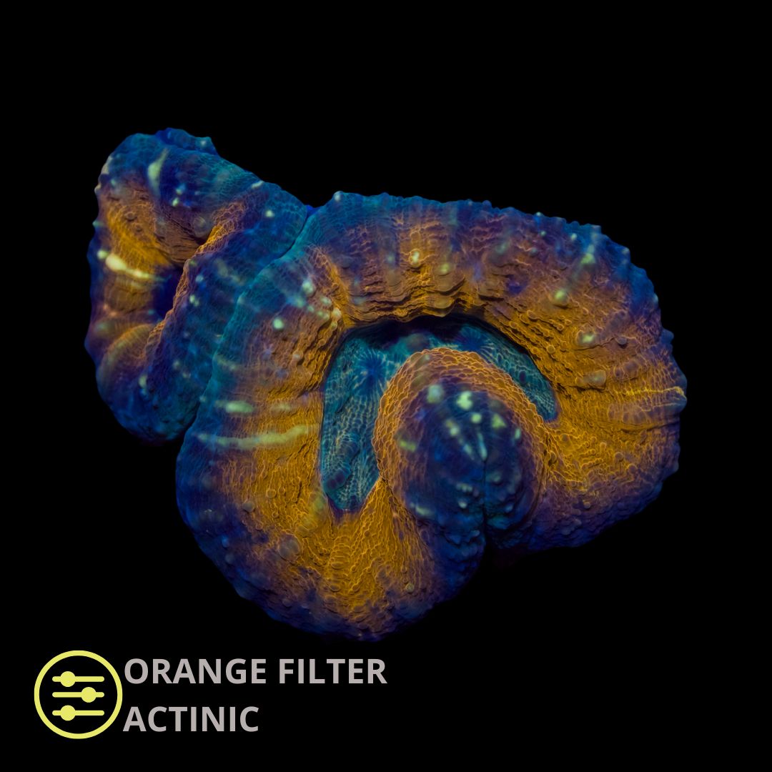 CL Lobophyllia Rainbow