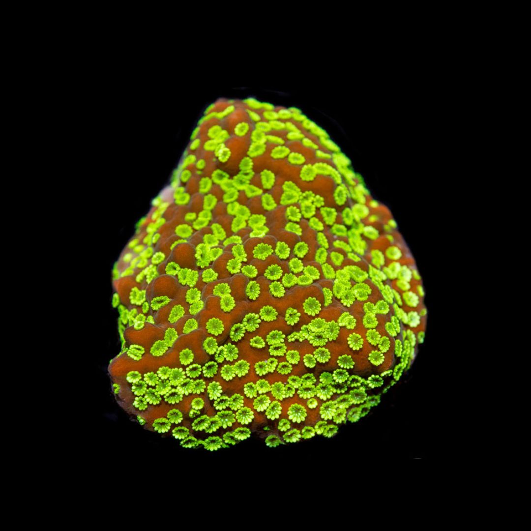 CL Montipora Goldrush - Frag