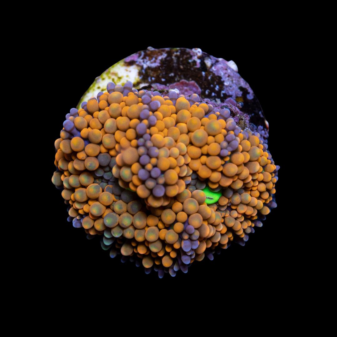 CL Orange Ricordea Florida Mushroom - Frag