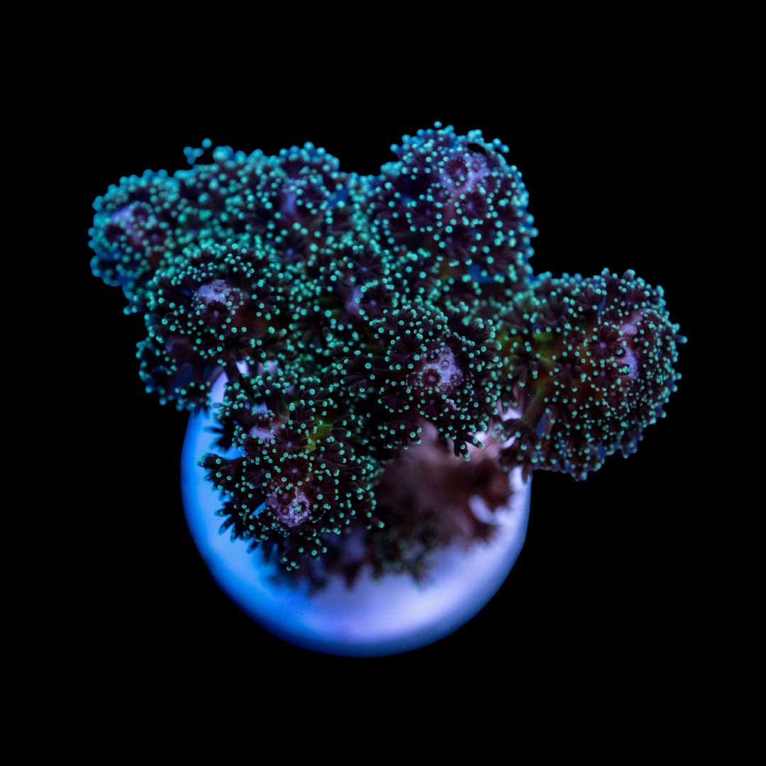 CL Pocillopora damicornis - Frag