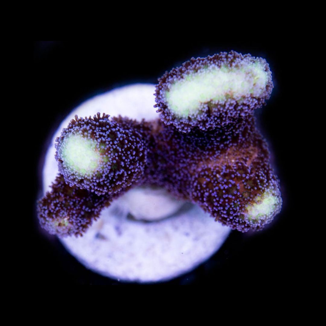 CL Stylophora Milka - Frag