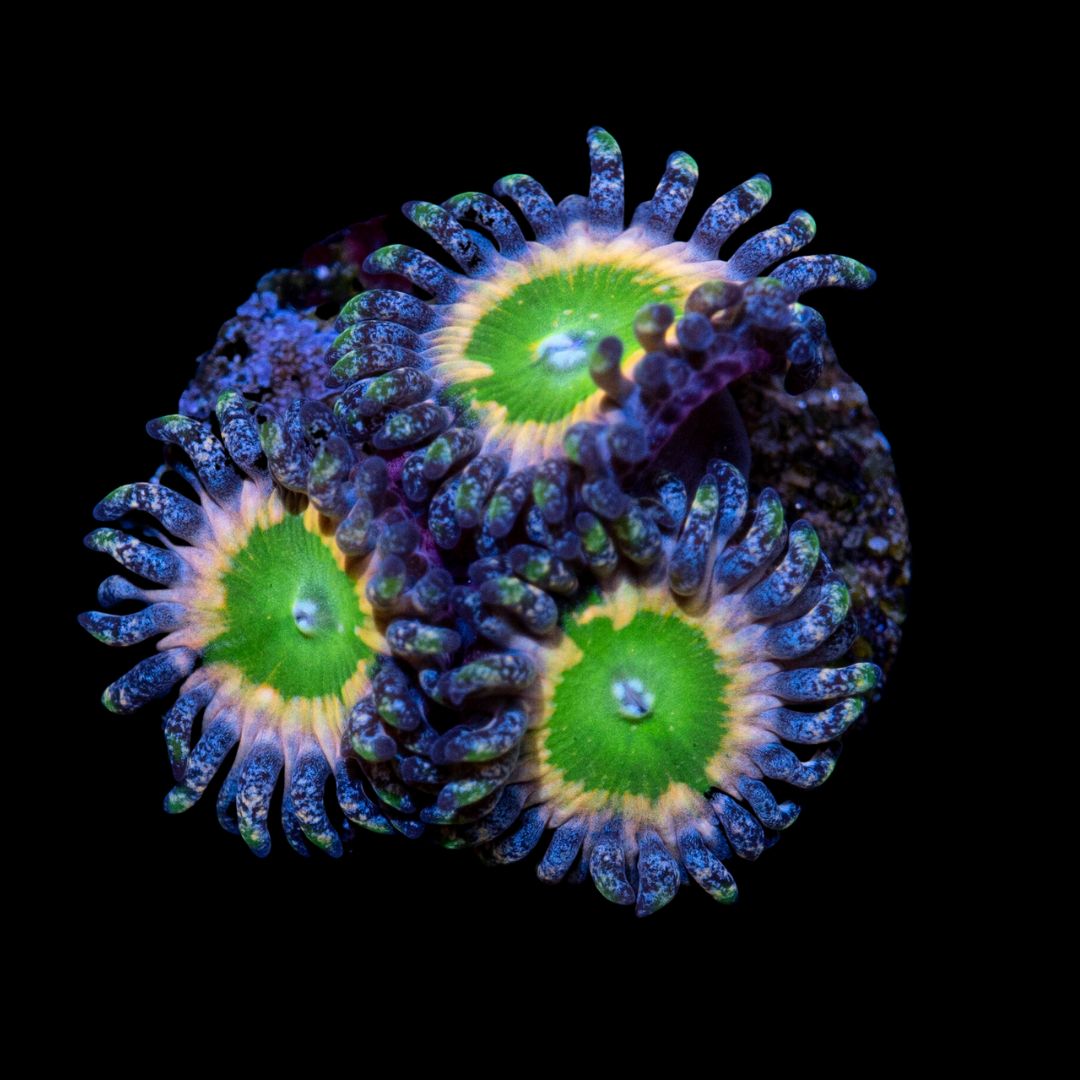 CL Tinker Bell Zoanthid - Frag