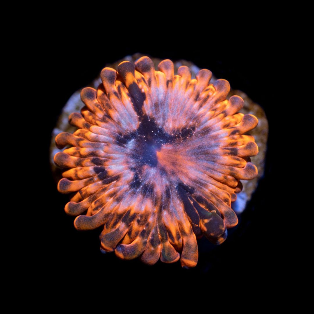 CL Utter Chaos Zoanthid - Frag