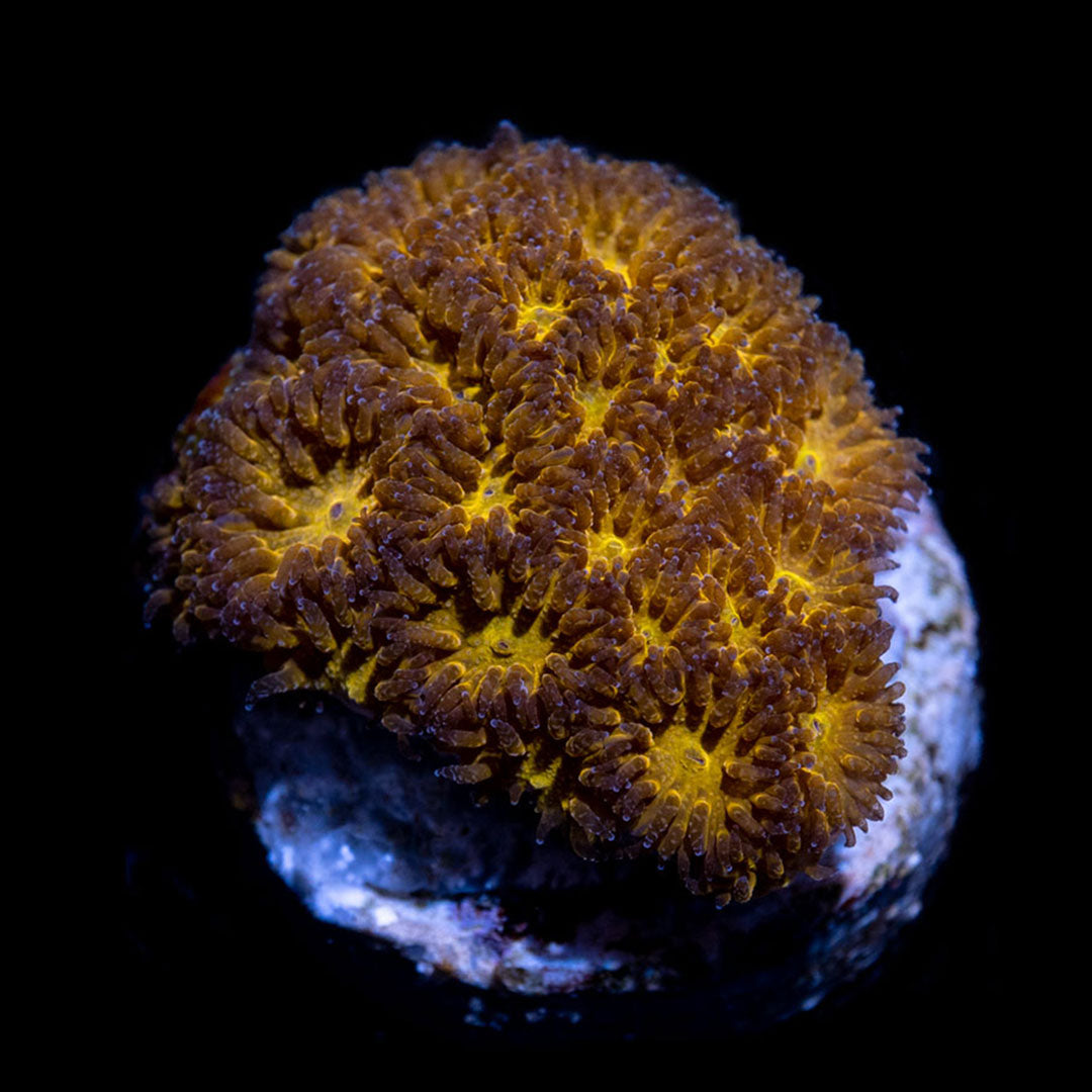CL Orange Leptastrea - Frag