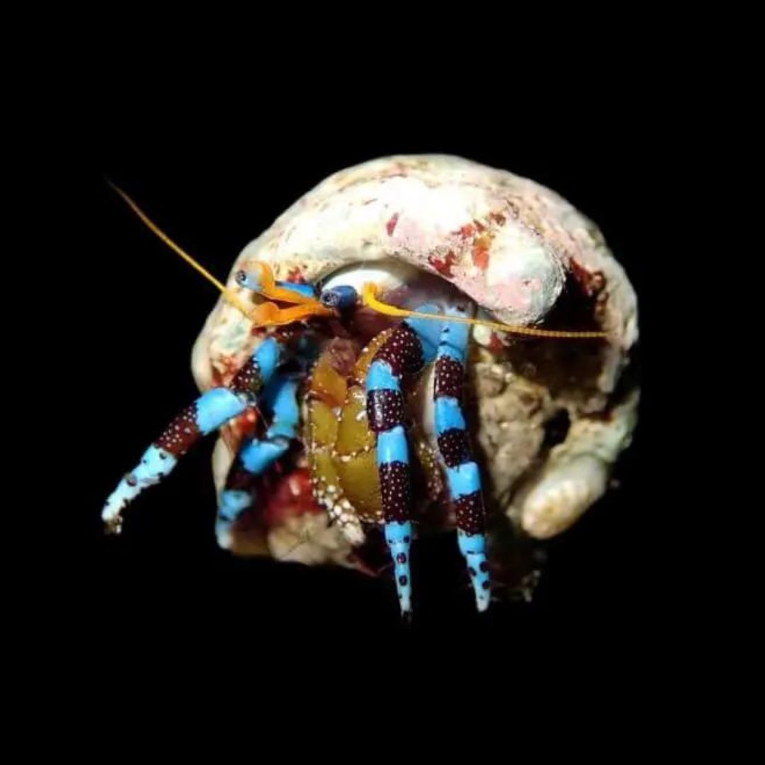 Electric Blue Hermitcrab