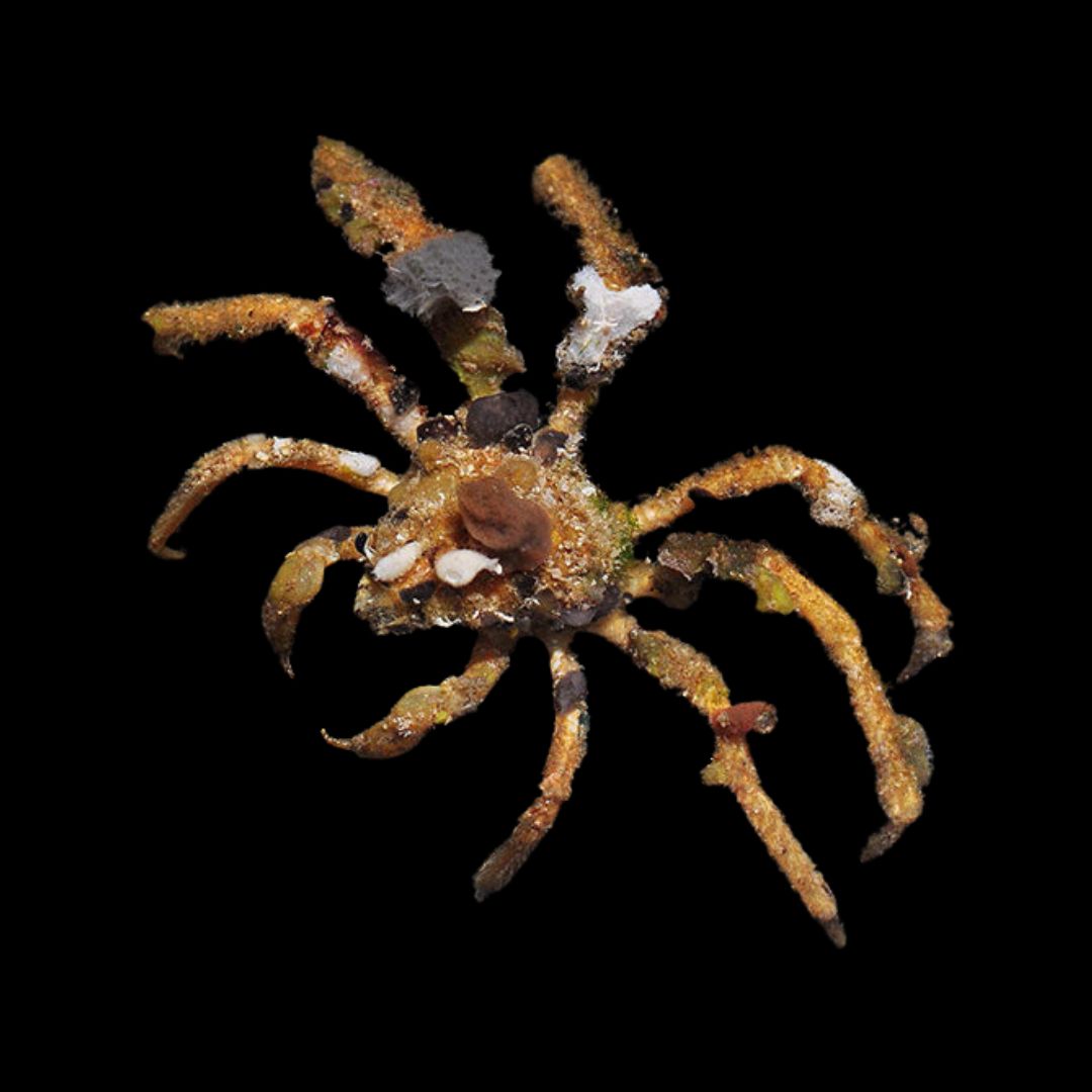 Decorator crab - Camposcia retusa