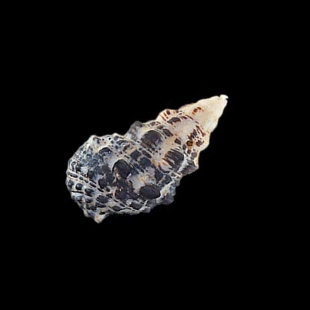 CL Cerithium caeruleum - Snegl