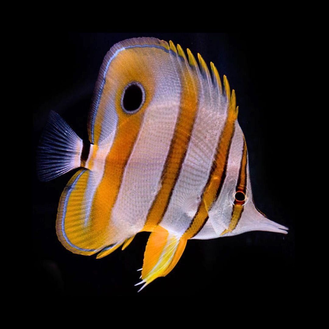 Chelmon Rostratus - Copperband Butterflyfish