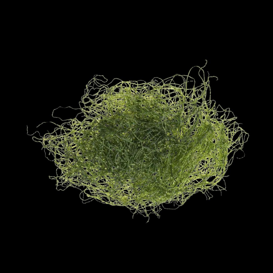 Clean Chaeto - Levende Chaetomorpha Alge