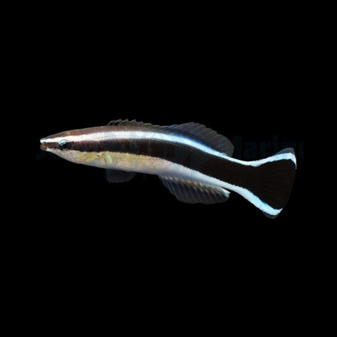 Cleaner Wrasse - Labroides Dimidiatus