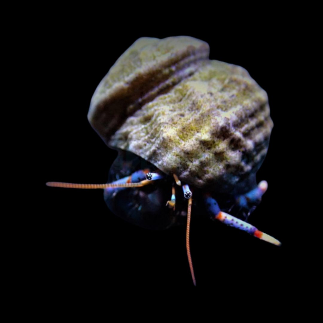 Clibanarius tricolor - Blue Leg Hermit Crab