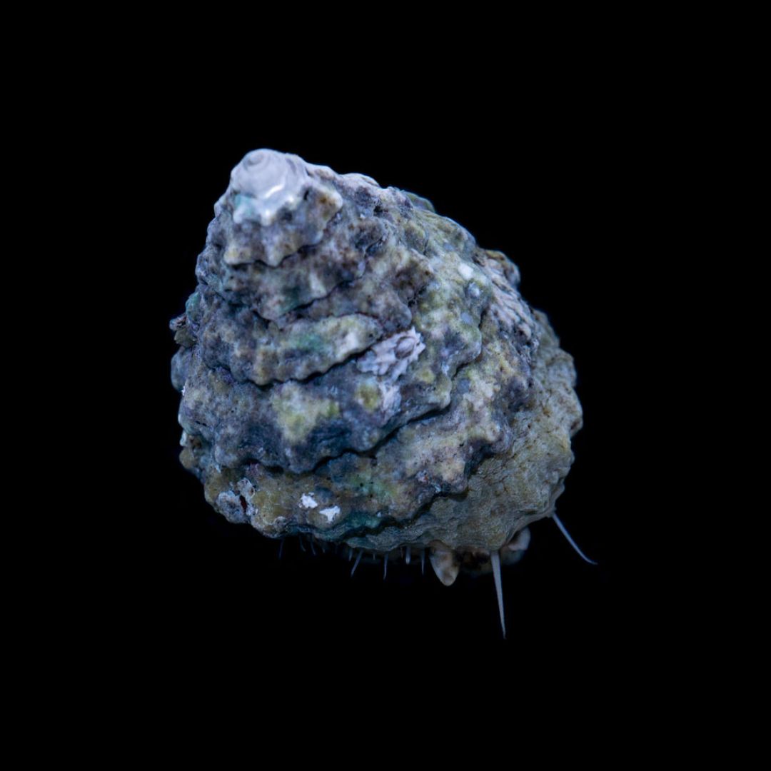 Tectus fenestratus - Snegl