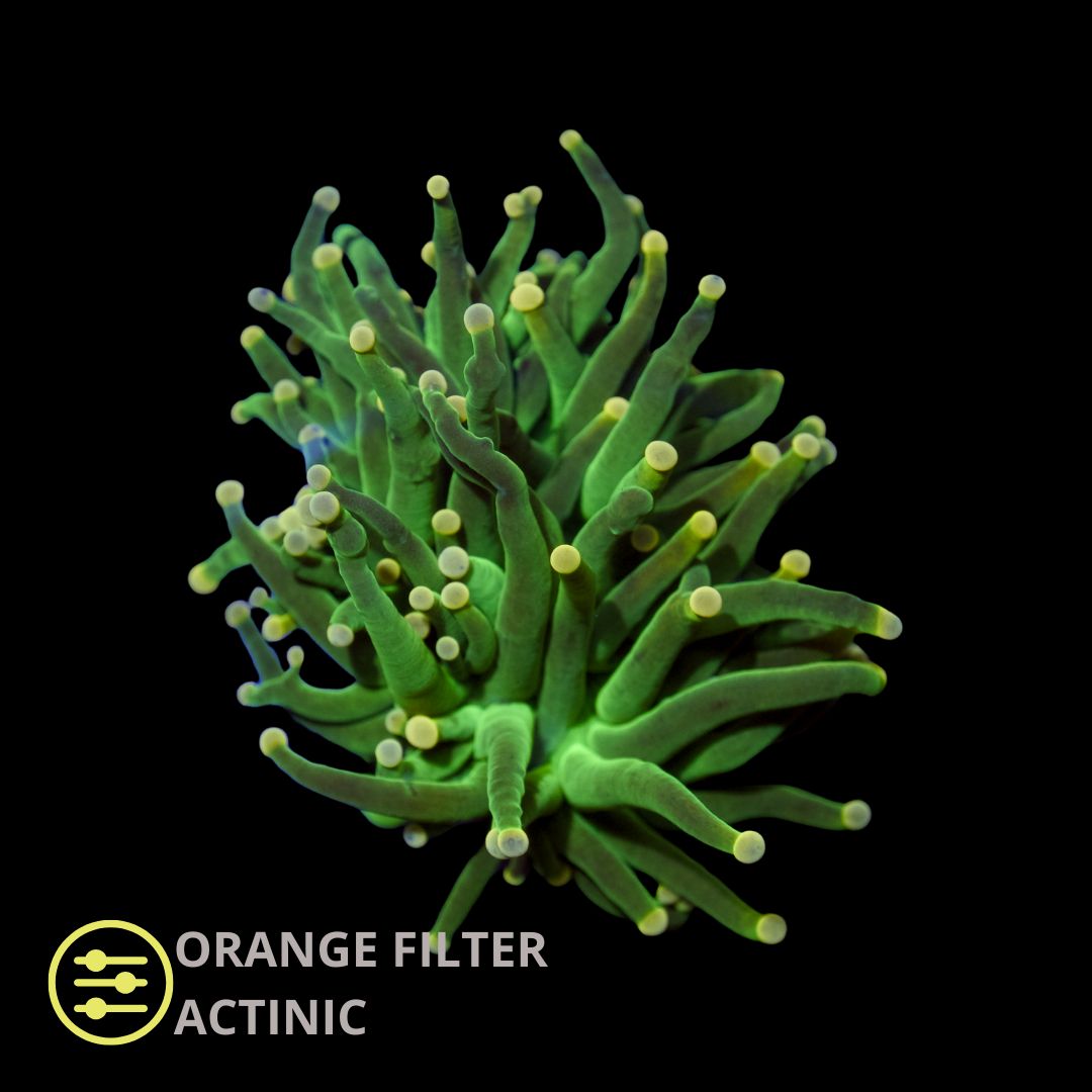 CL Green Yellow Tip Torch - Frag