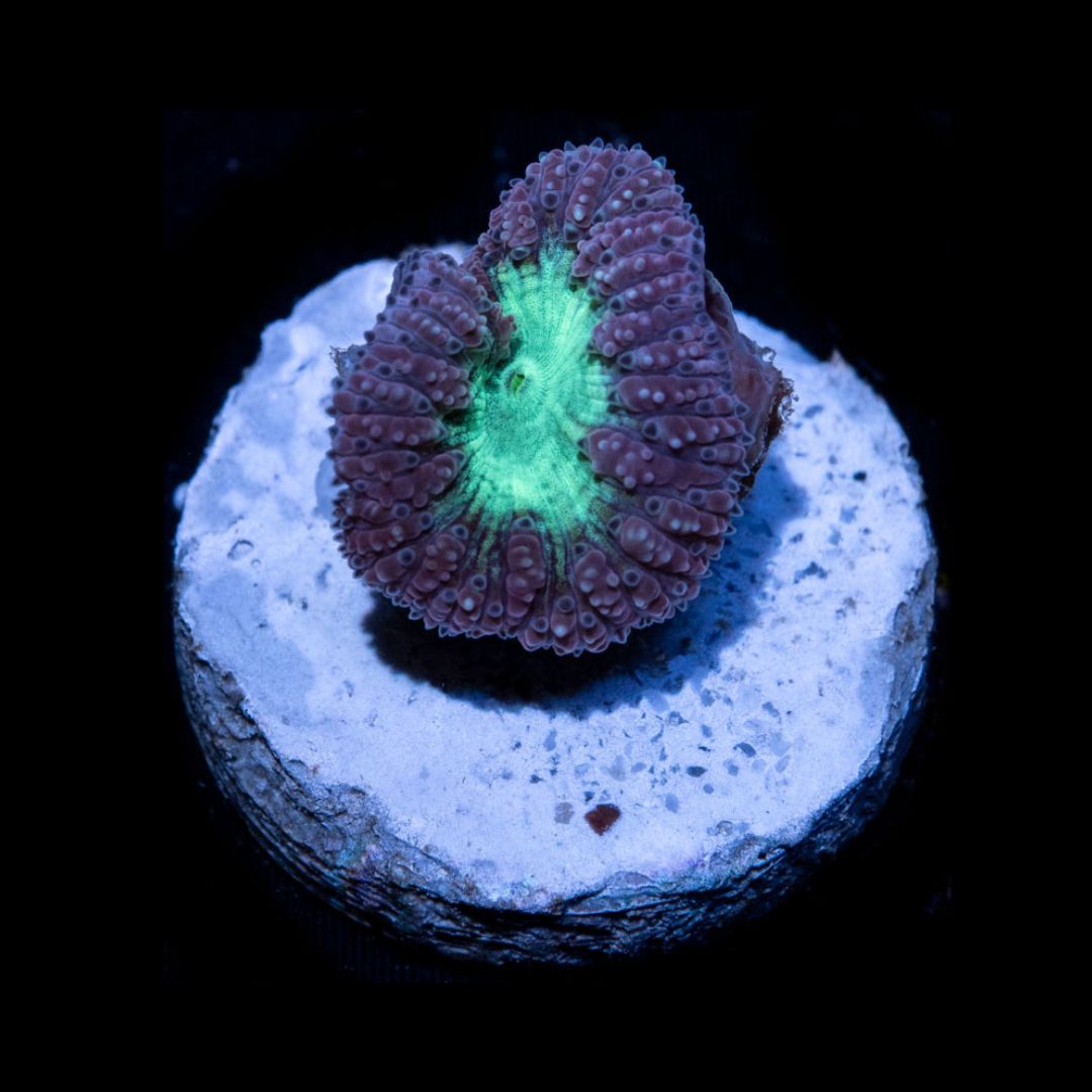 CL Blastomussa Member Berries - Frag