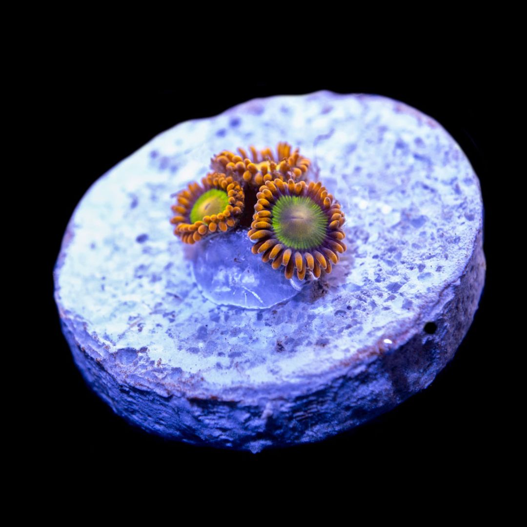 CL Mandarin Orange Zoanthid - Frag