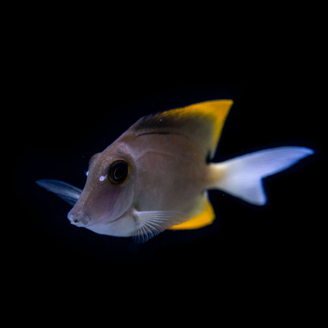 Ctenochaetus Tominiensis - Tomini Tang