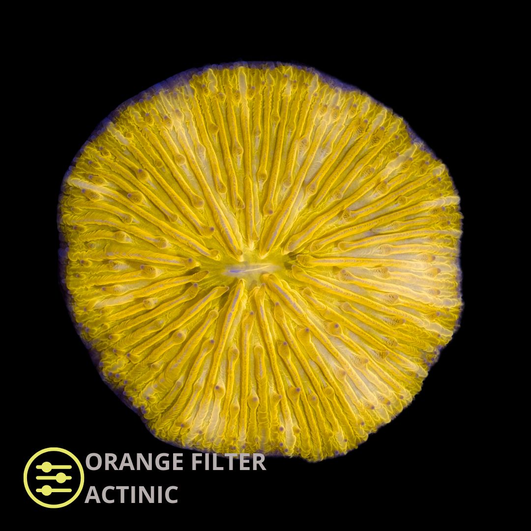 WYSIWYG CL Cycloseris Orange