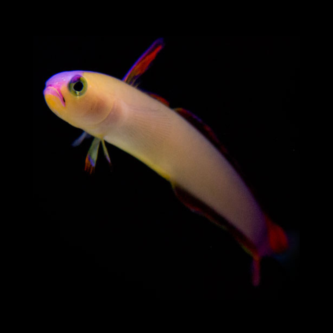 Exquisite Firefish - Nemateleotris exquisita