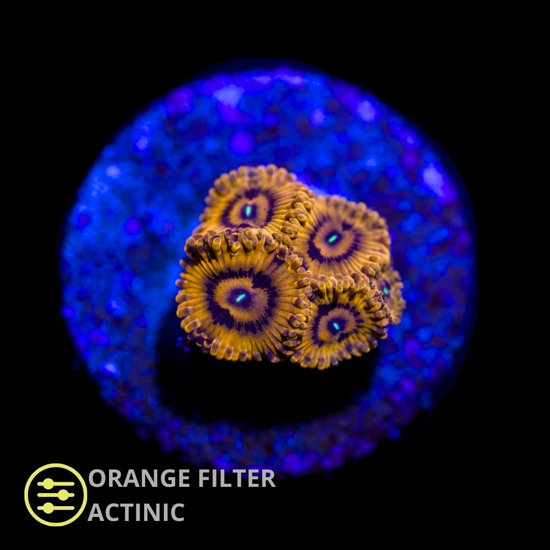 CL Darth Maul Zoanthid - Frag