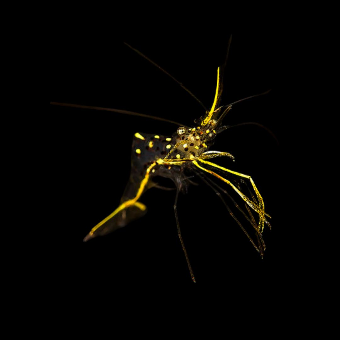 DeGraves Rensesreke - Urocaridella Degravei