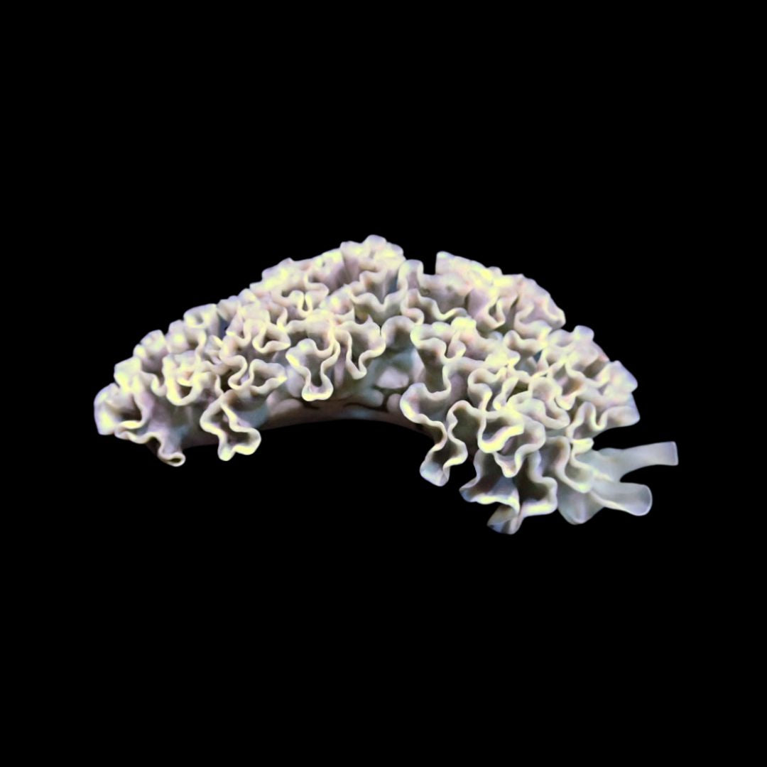 Lettuce Sea Slug - Elysia crispata