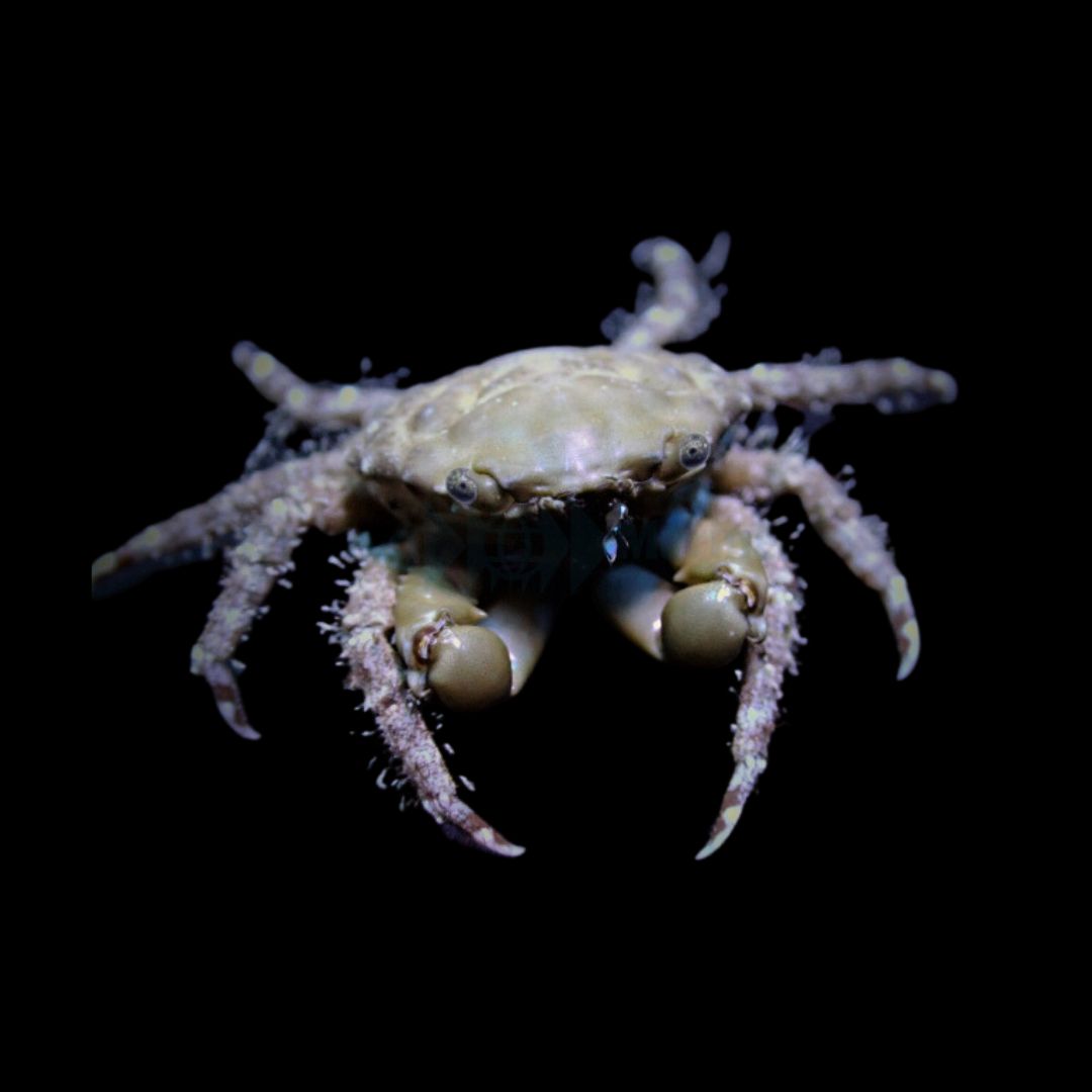 Mithraculus sculptus – Emerald Crab