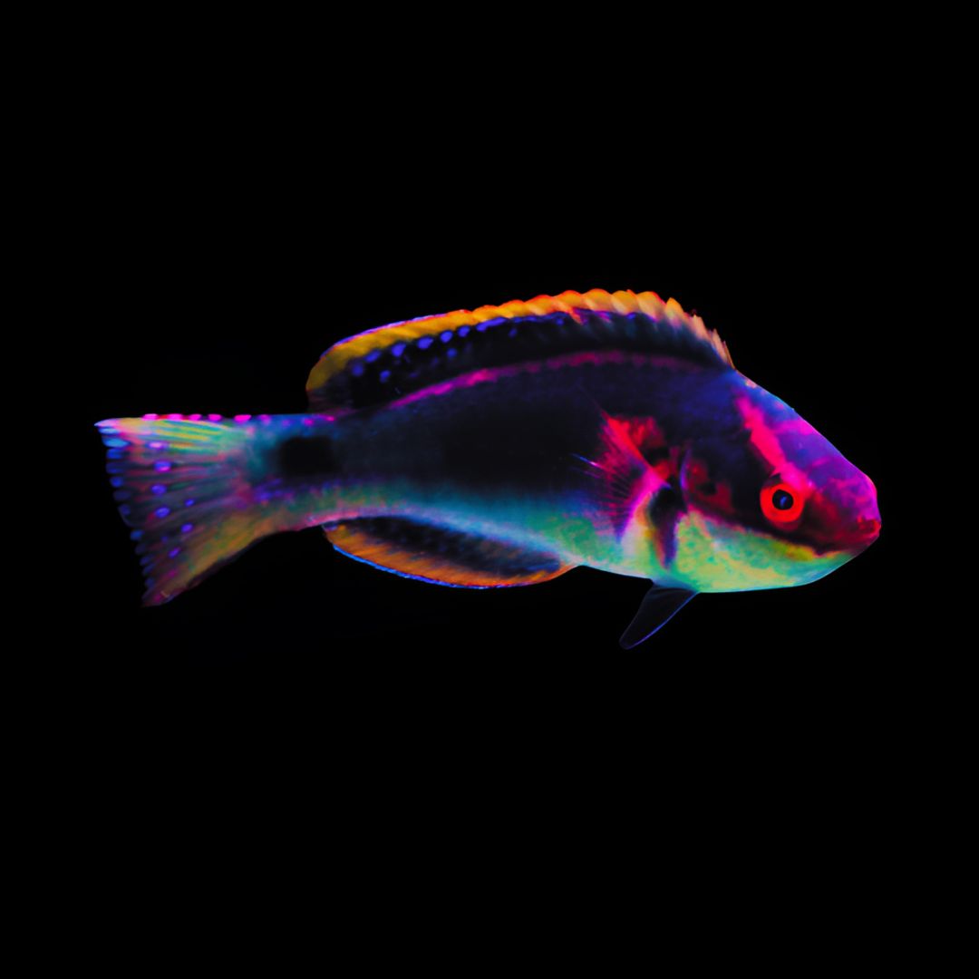 Cirrhilabrus exquisitus – Exquisite Fairy Wrasse