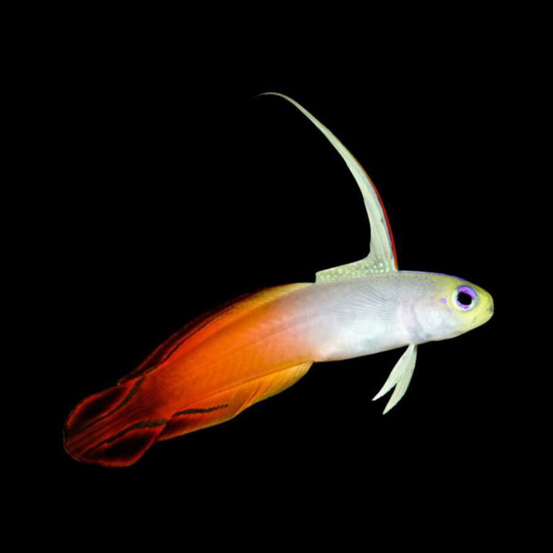 Firefish Goby - Nemateleotris magnifica