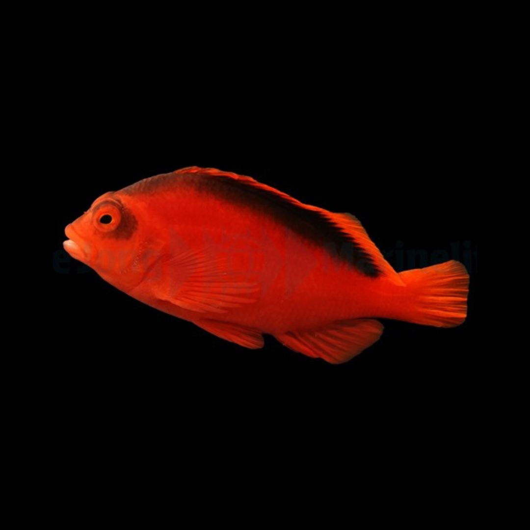 Flame Hawk - Neocirrhites Armatus