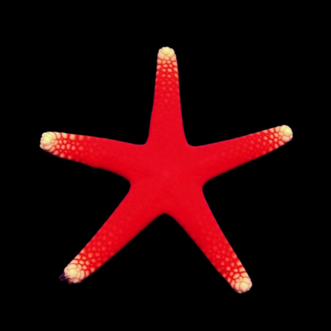 Fromia Millepora – Millepora Sjøstjerne