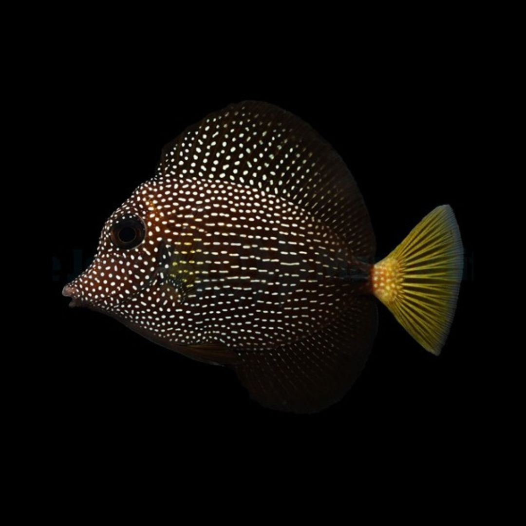 Gem Tang - Zebrasoma gemmatum