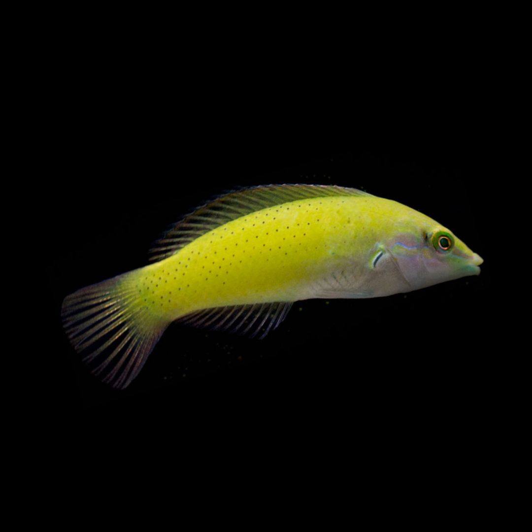 Grønn Wrasse – Halichoeres chloropterus