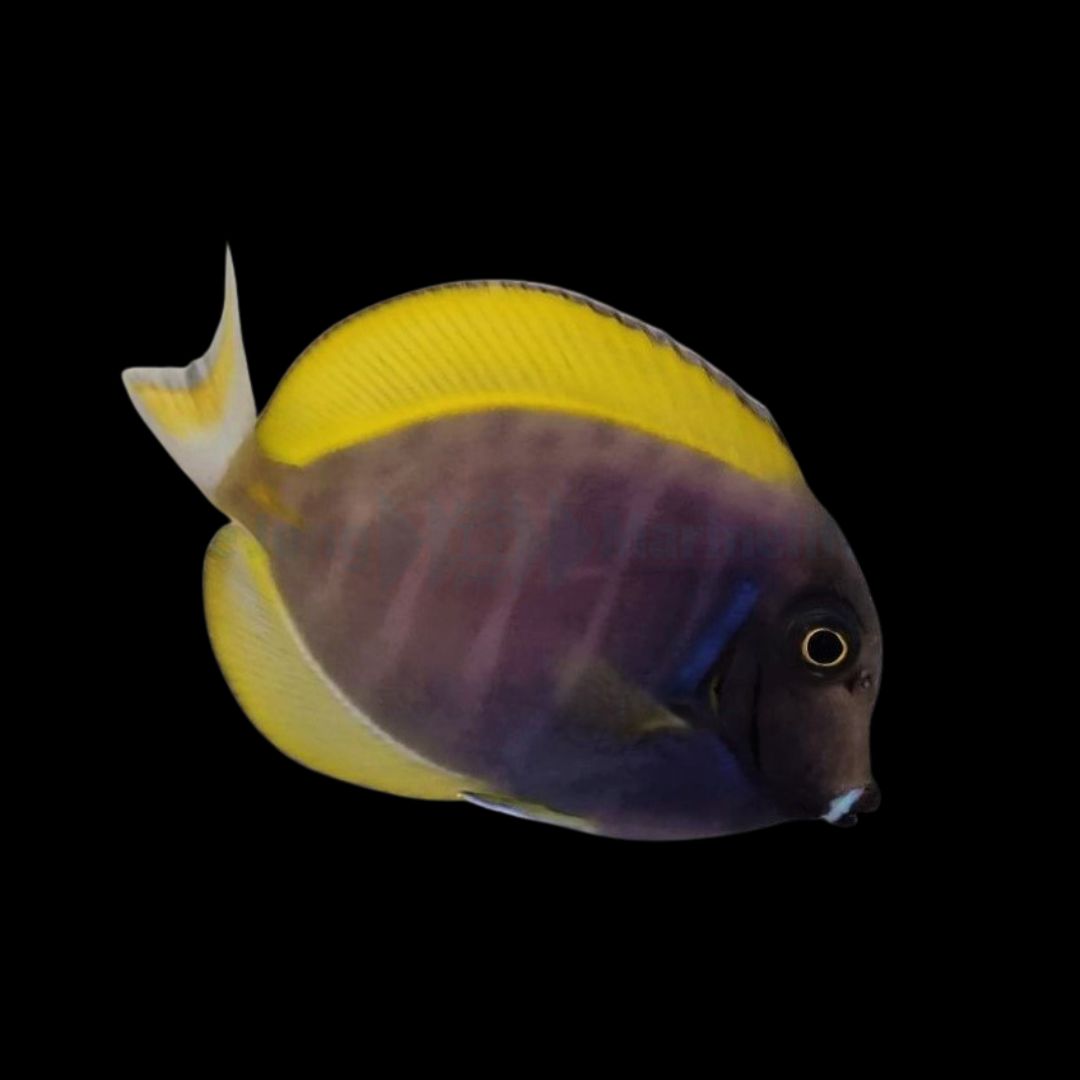 Hybrid Tang - Acanthurus leucosternon X nigricans