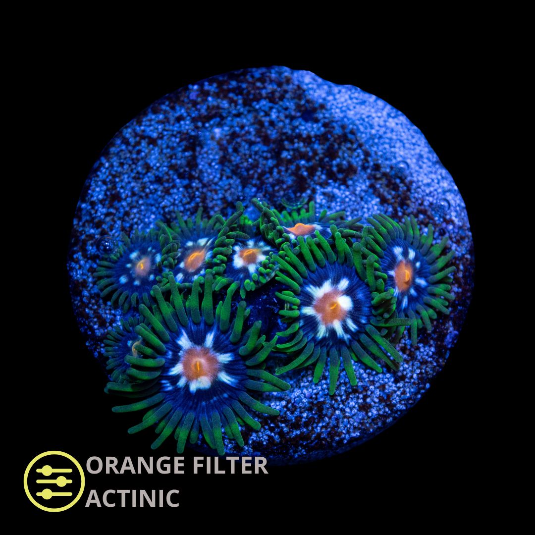 JF Daisy Cutters Zoanthid - Frag