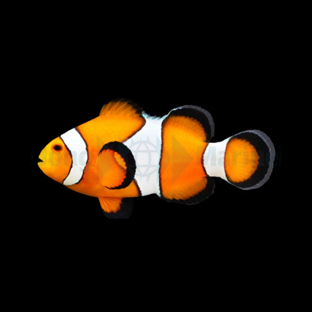 Klovnefisk - Amphiprion ocellaris
