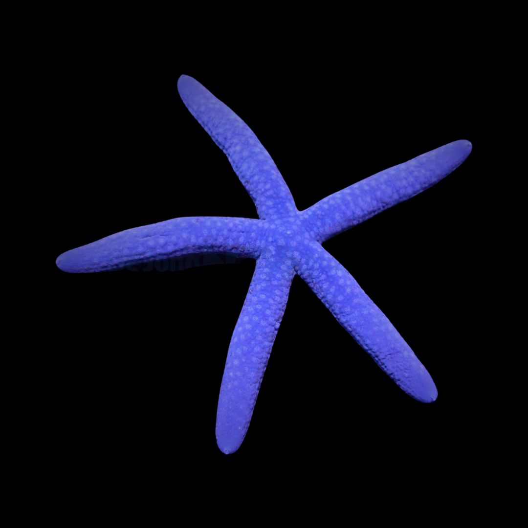 Linckia laevigata – Blue Linckia Sea Star