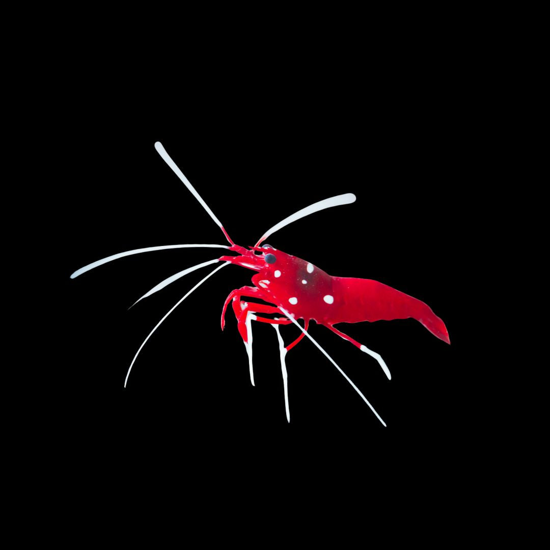 CL Lysmata Debelius Blood Fire Shrimp