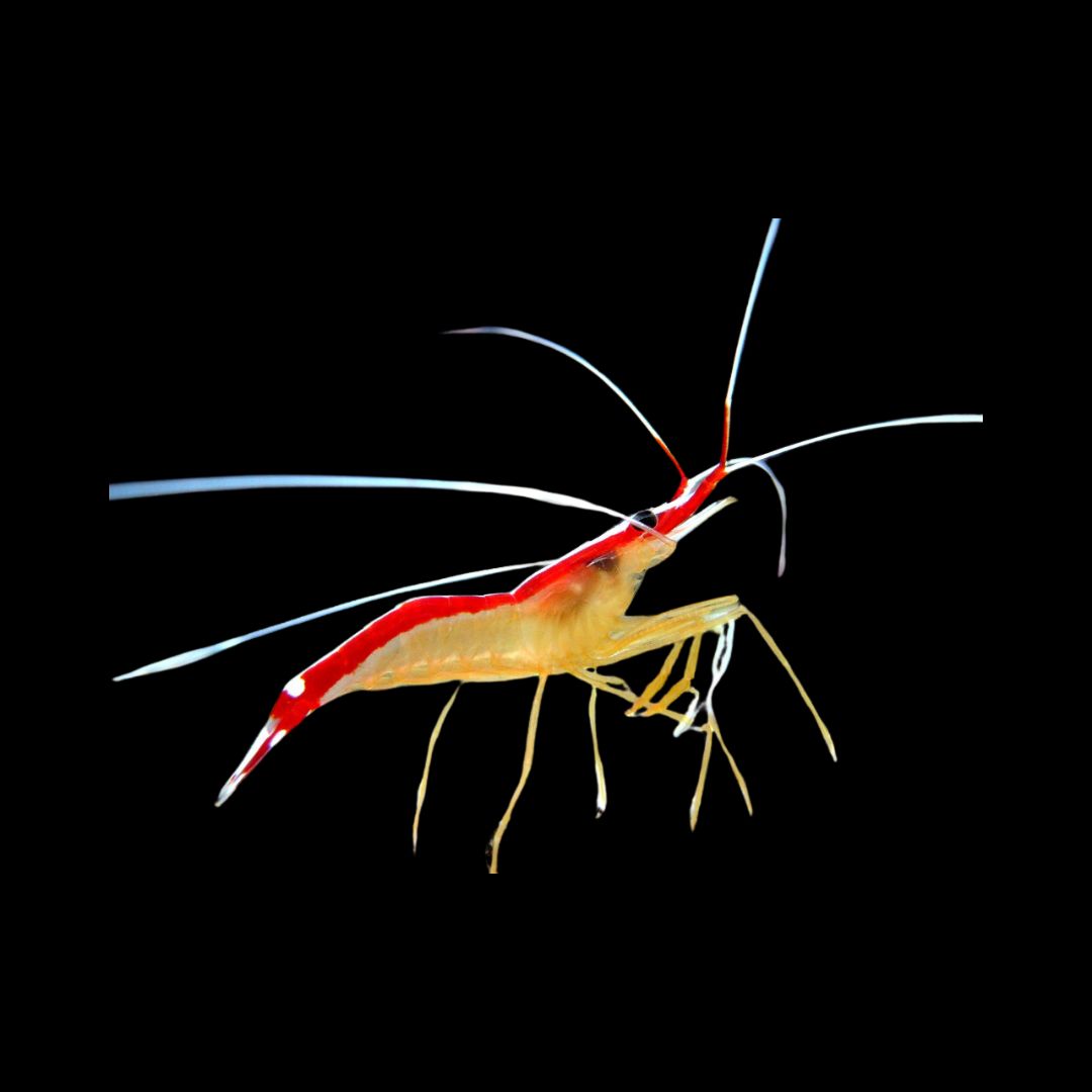 CL Lysmata amboinensis Pussereke