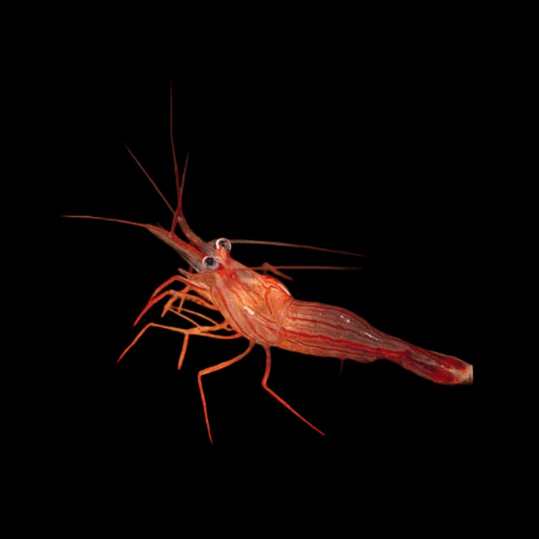 CL Peppermint Shrimp - Lysmata wurdemanni