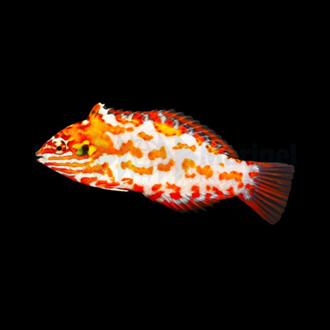 Macropharyngodon Choati - Red Leopard Wrasse