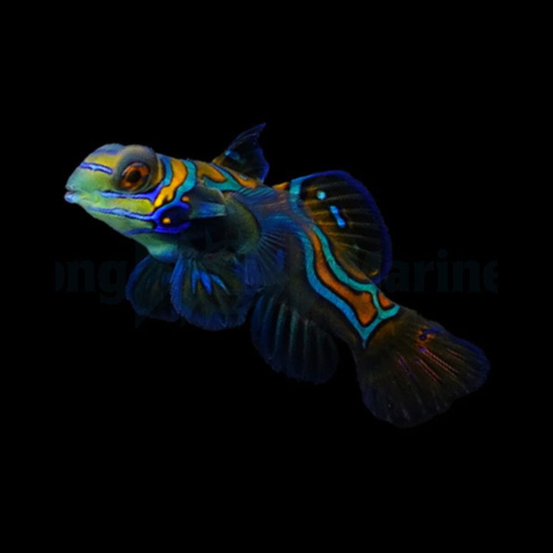 Mandarin - Pterosynchiropus splendidus