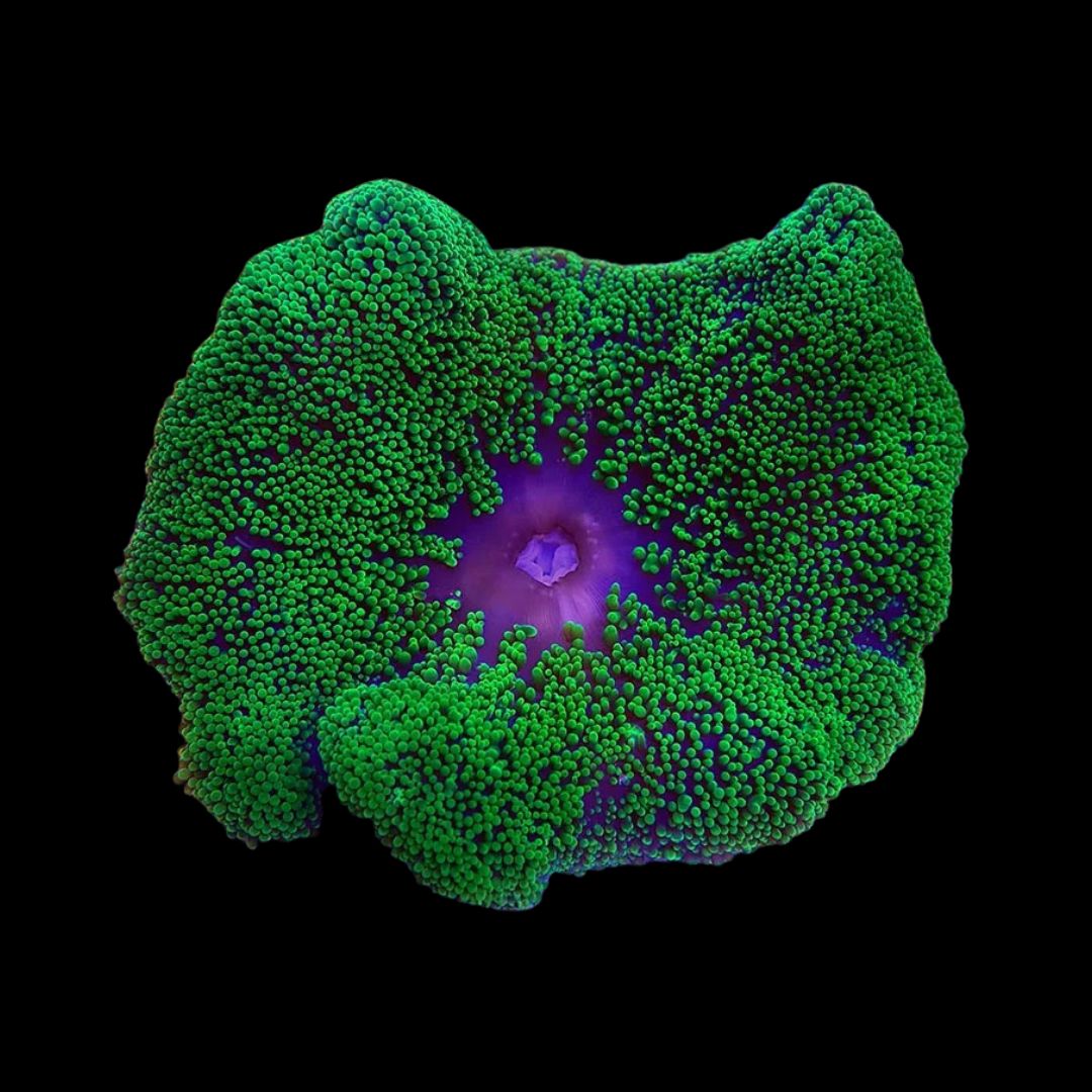 Mini Maxi Anemone Green - Stichodactyla tapetum