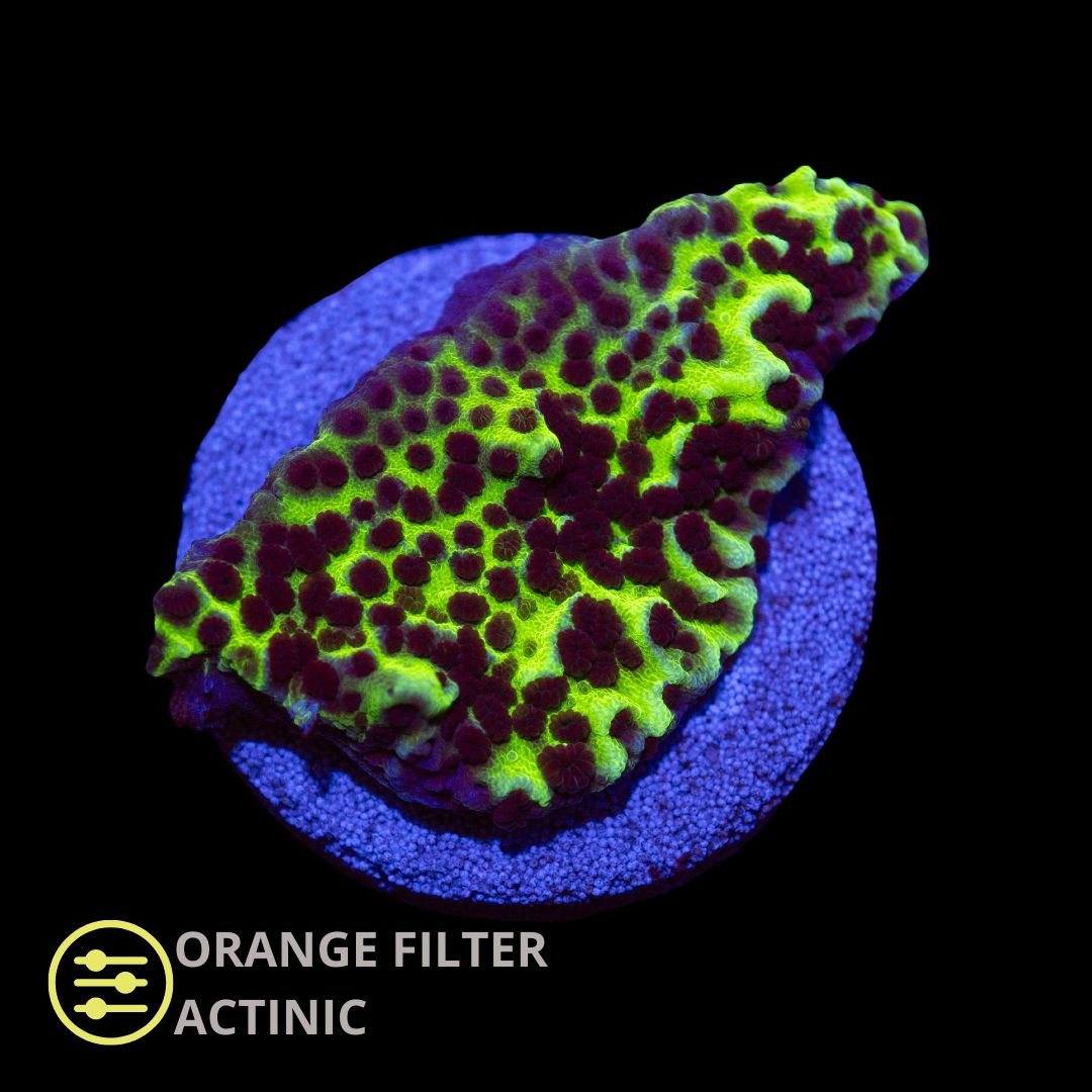CL Montipora Confusa - Frag