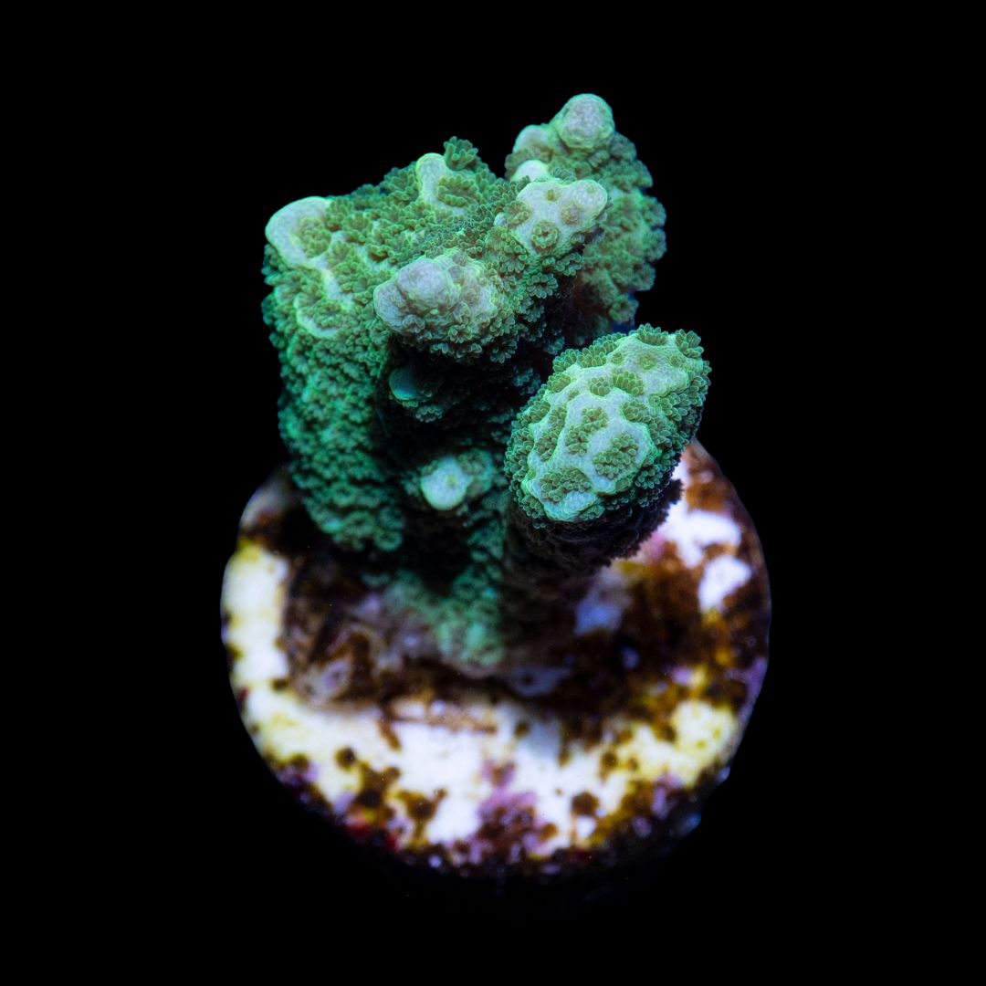 CL Montipora Digitata Green - Frag